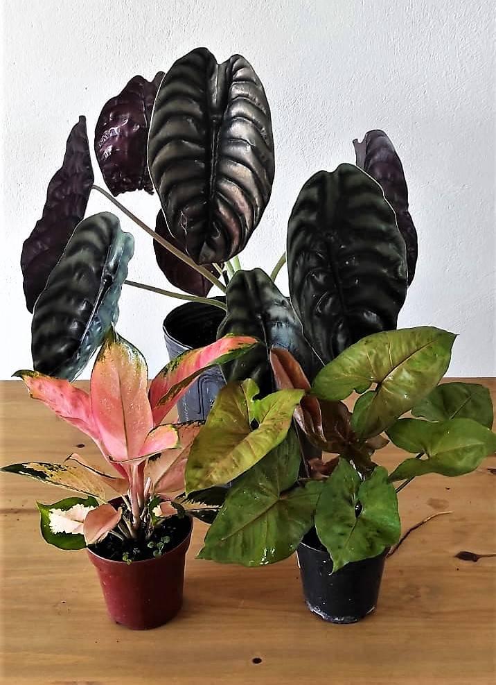 1ª imagem da campanha