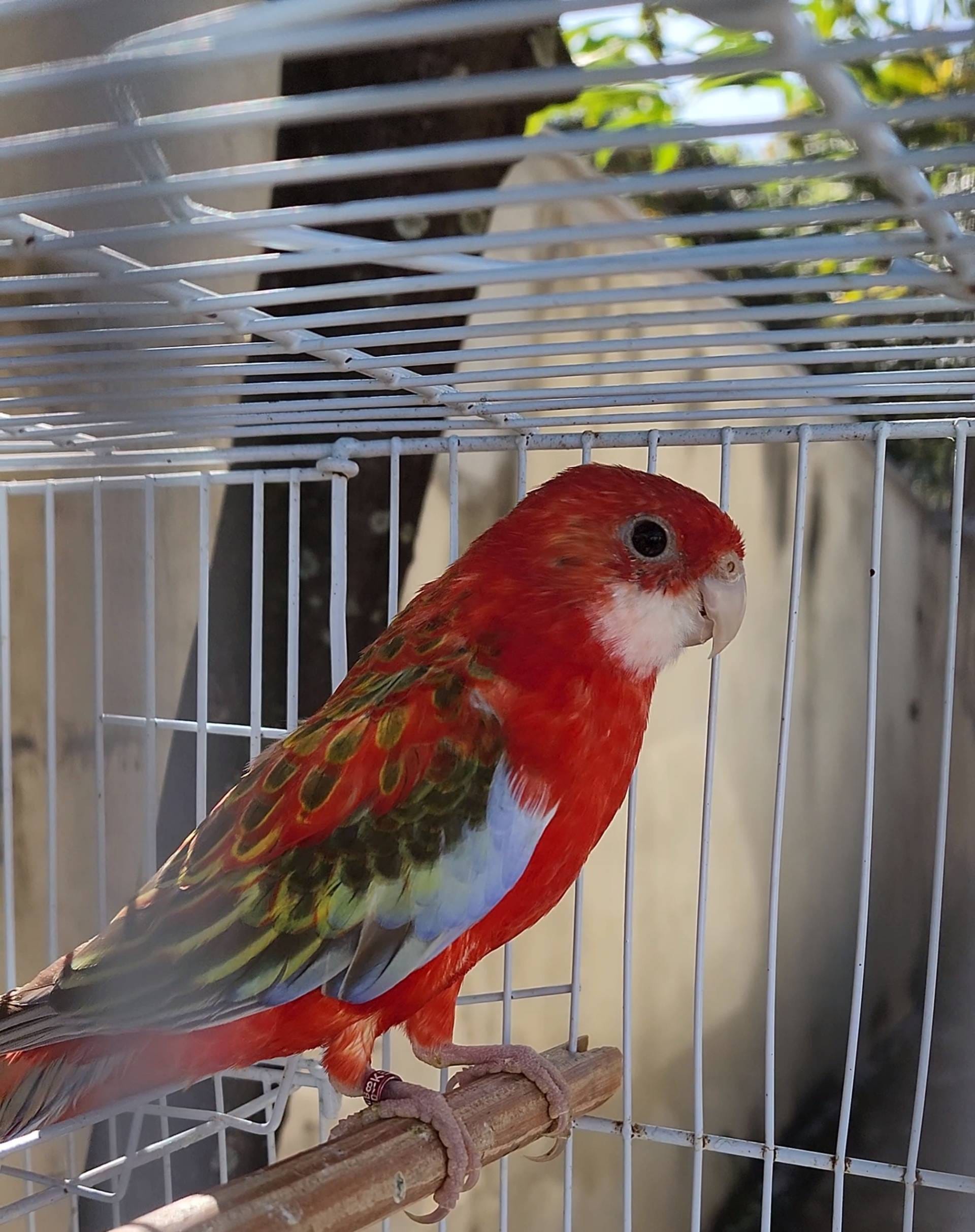 1 casal ROSELA EXIMIUS LEGALIZADAS ou R$1000,00 No pix 