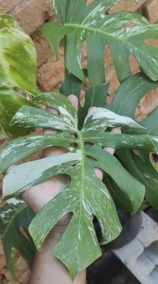 Costela de Adão Variegata 