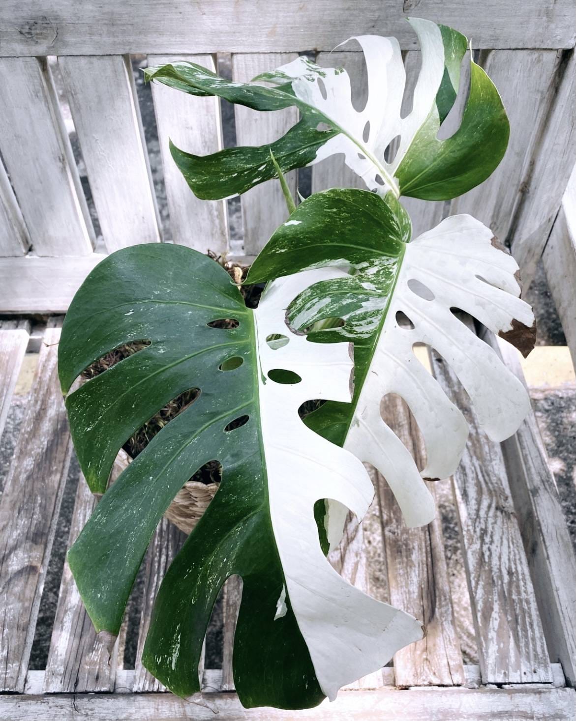 Costela de Adão Variegata + Cachepot 