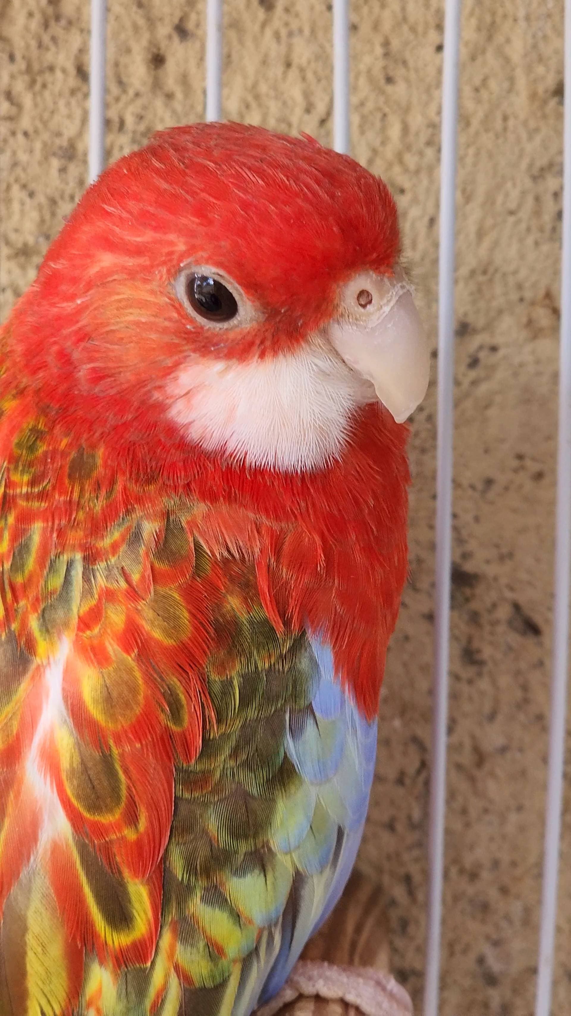 3ª imagem da campanha