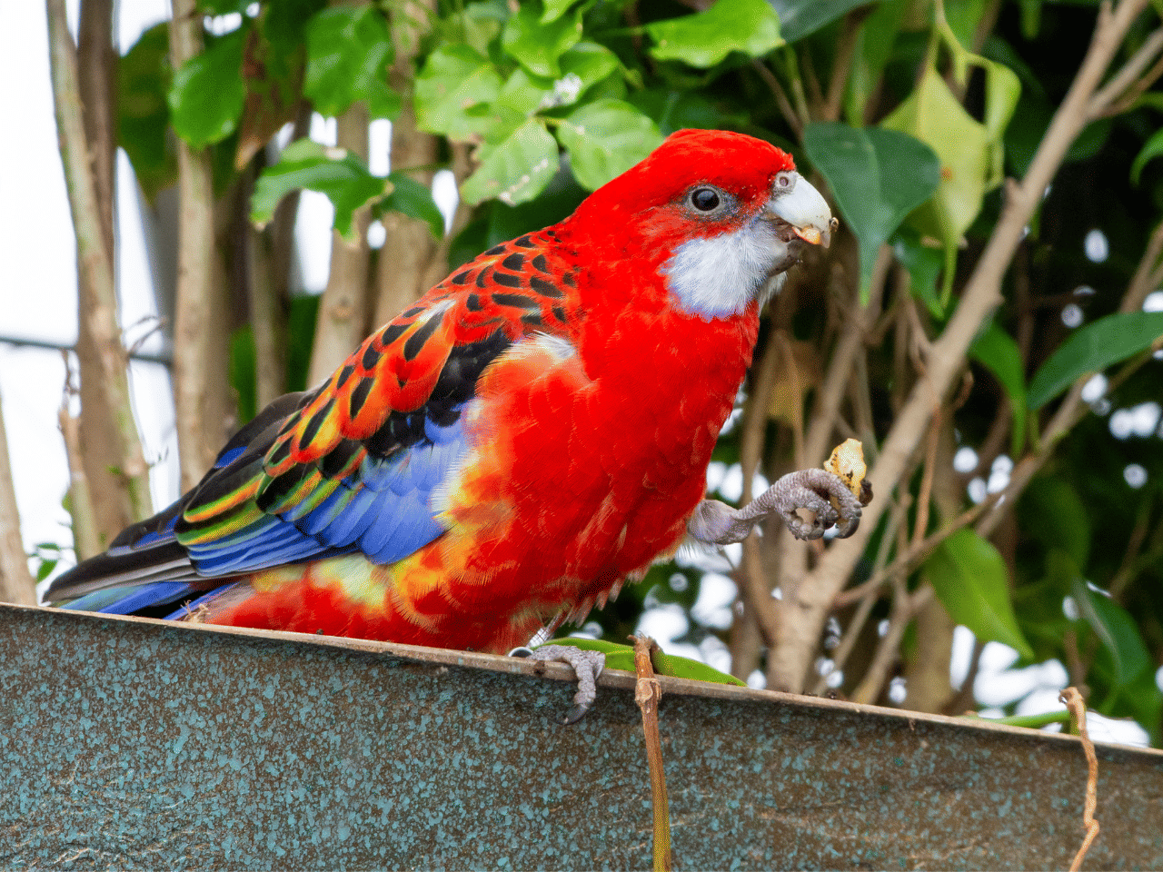 1ª imagem da campanha