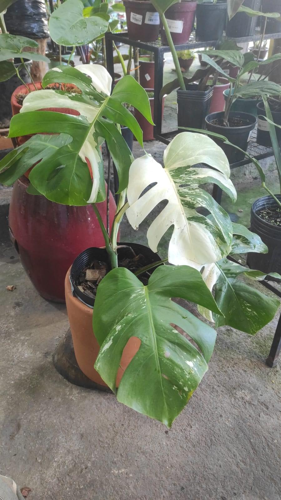 1ª imagem da campanha