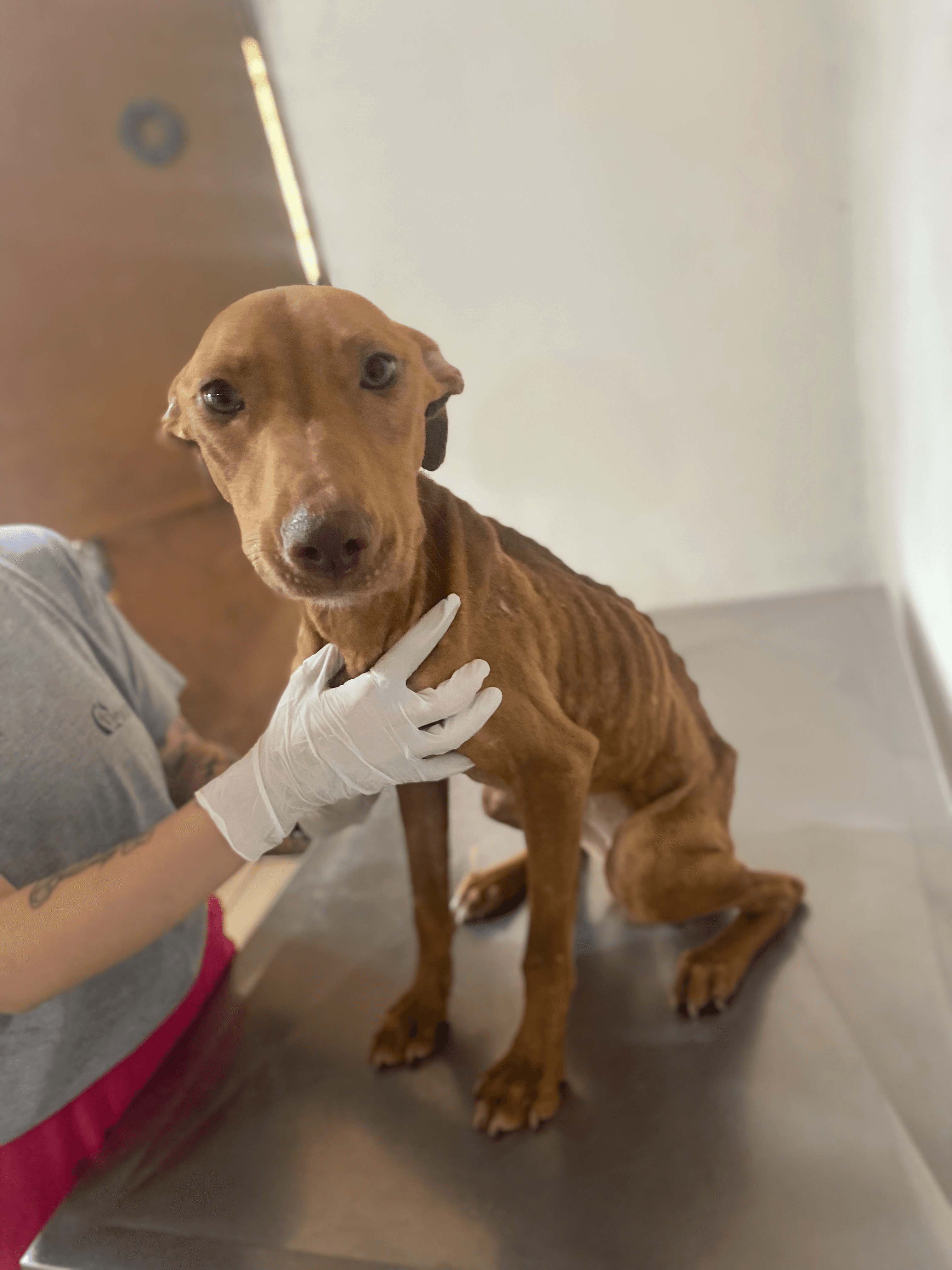 Campanha para pagar as contas do mês do ielpa