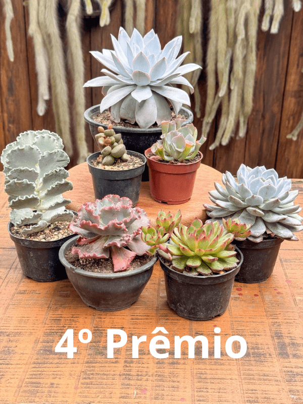 4ª imagem da campanha