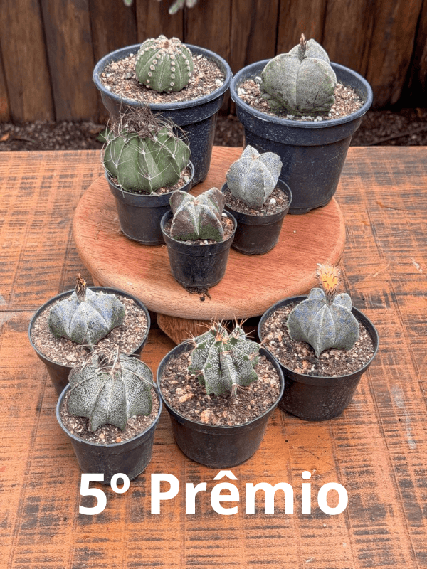 5ª imagem da campanha