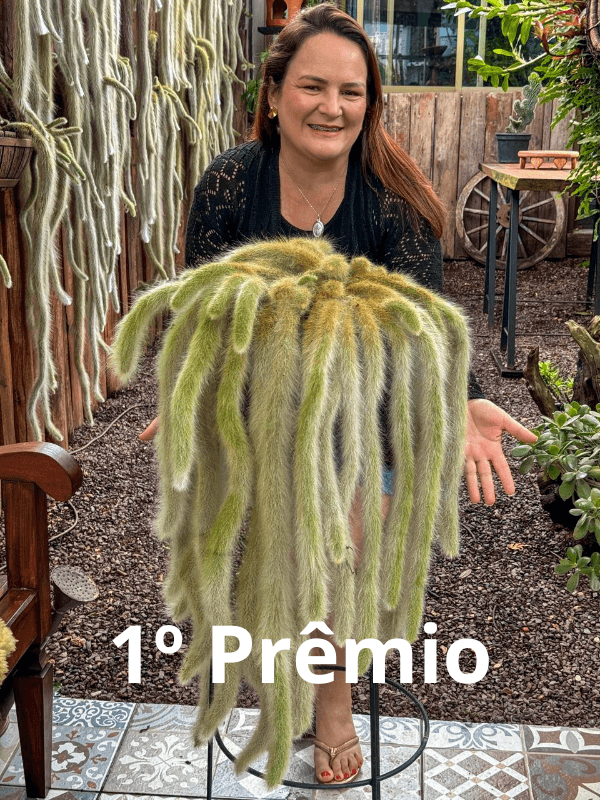 1ª imagem da campanha