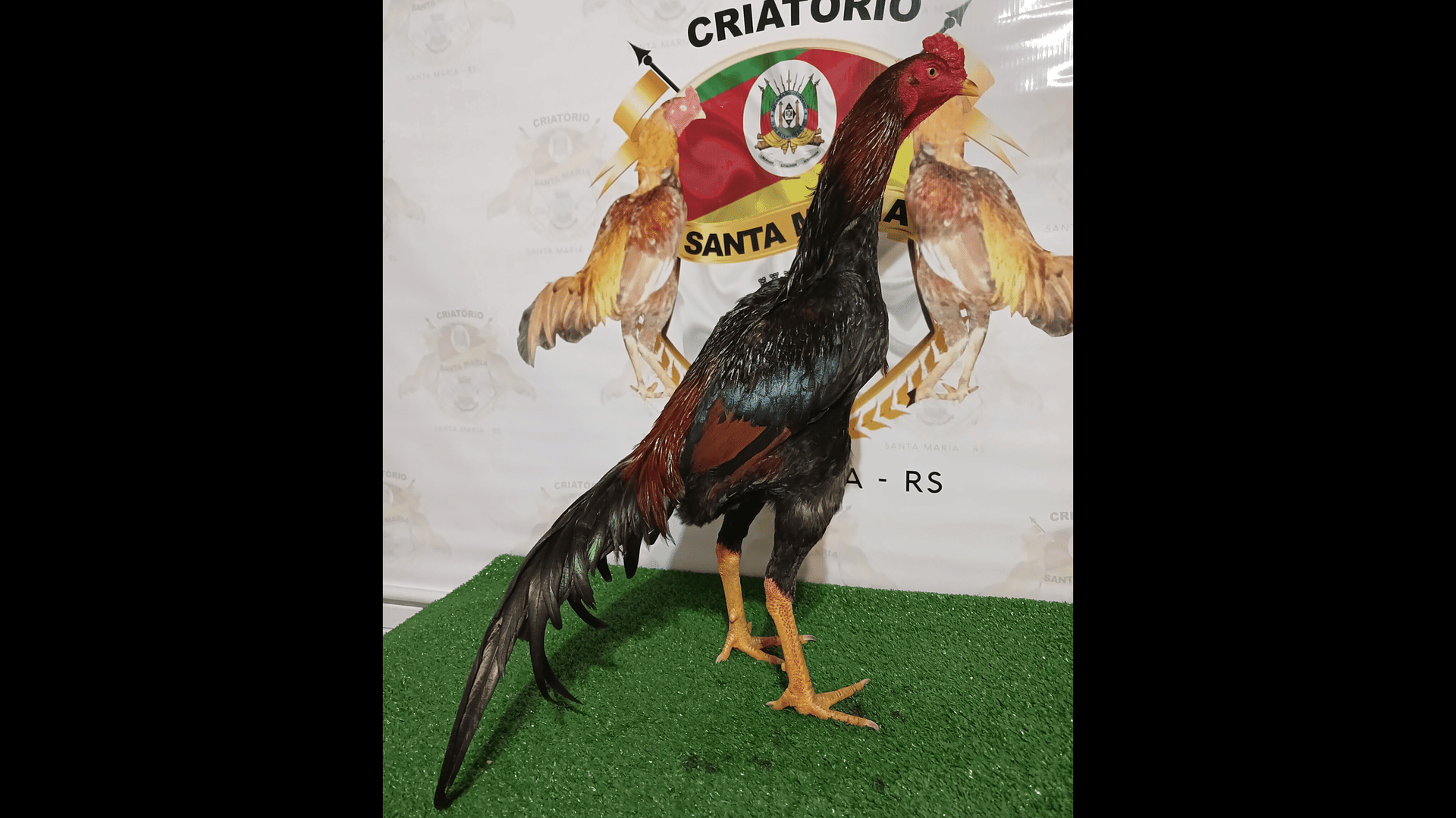 1ª imagem da campanha