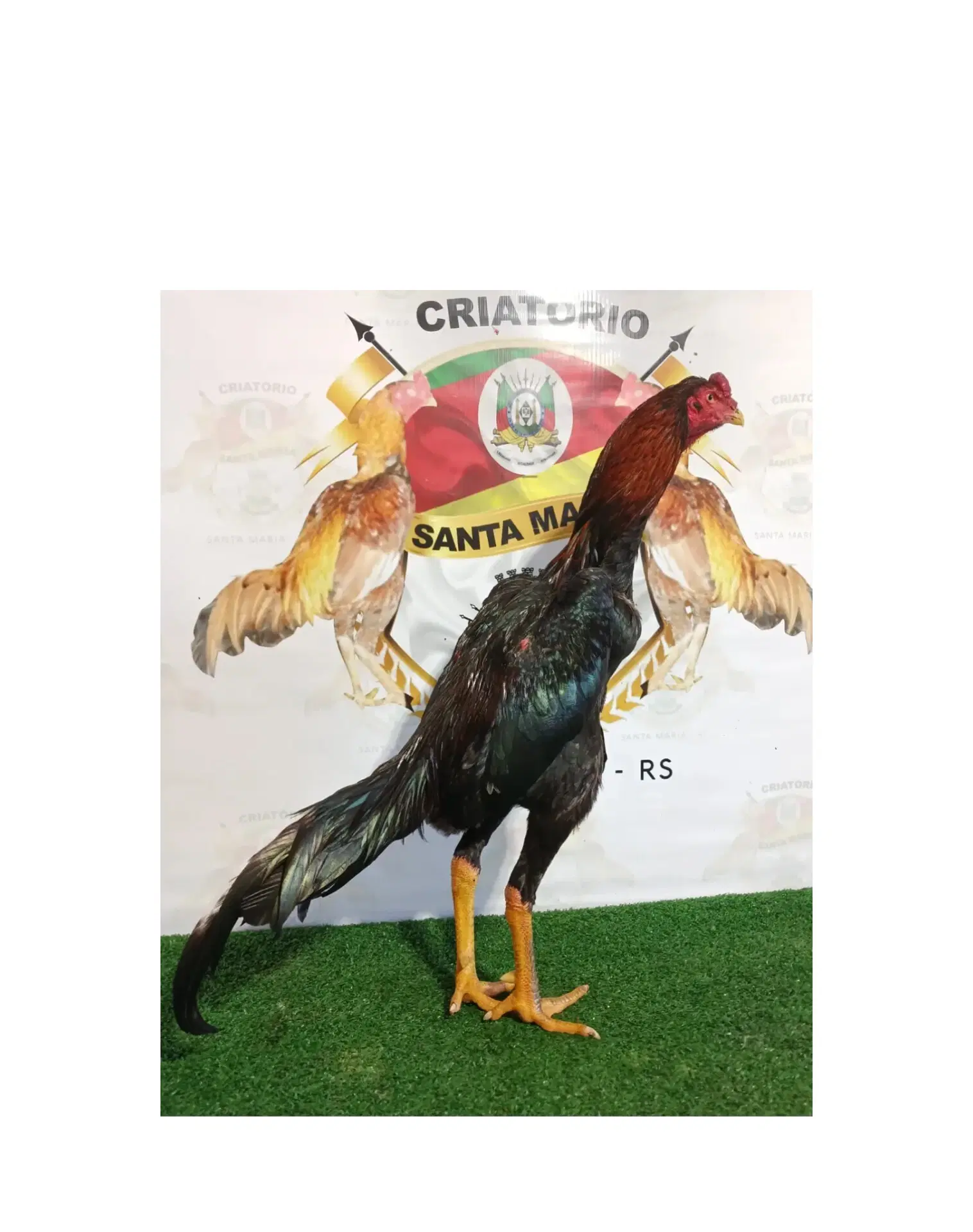 1ª imagem da campanha