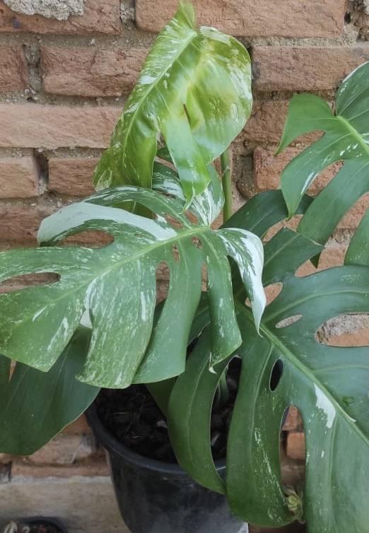 2ª imagem da campanha