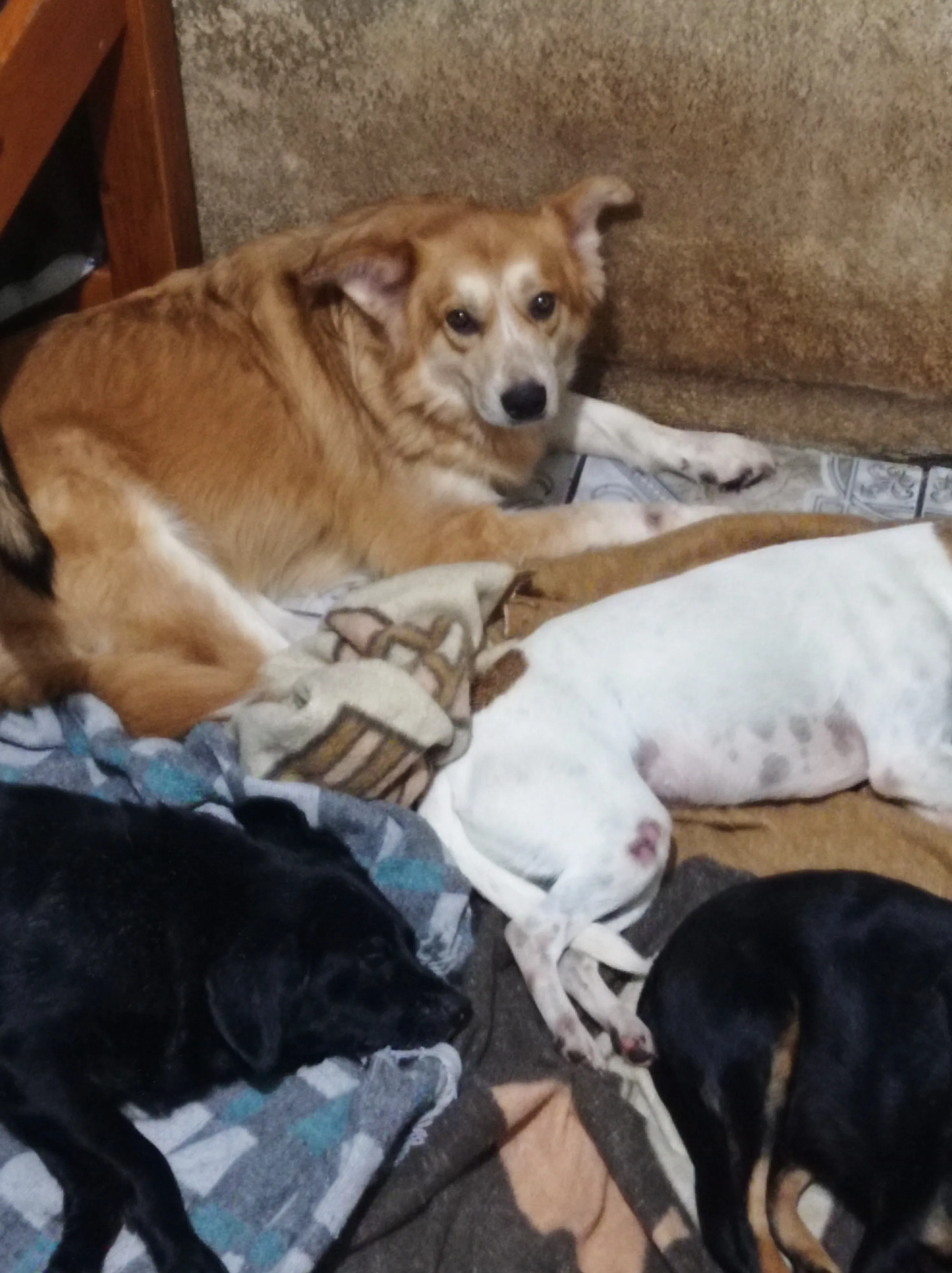 PAGAR TAXAS CRIAÇÃO DA ONG