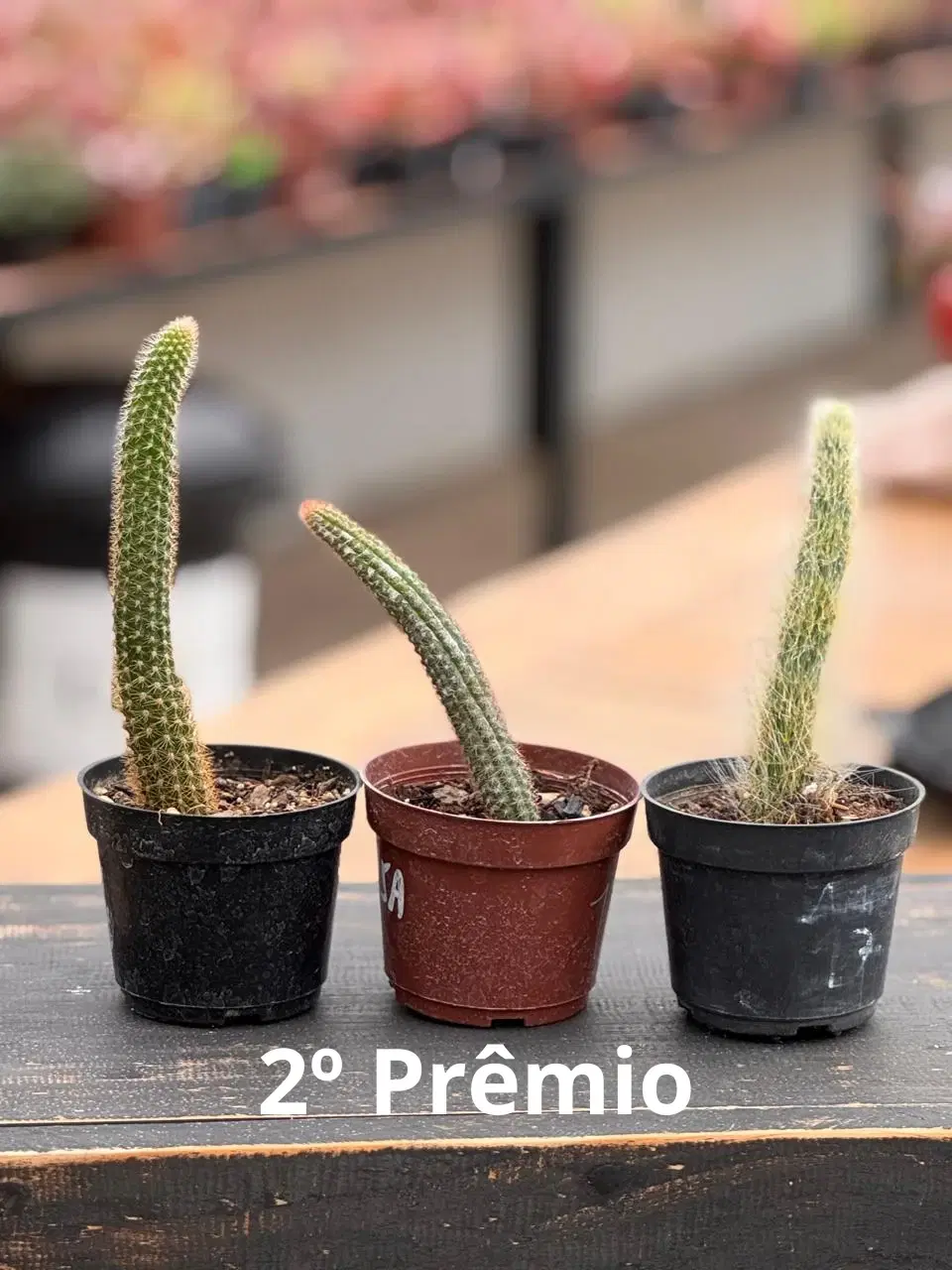 3ª imagem da campanha