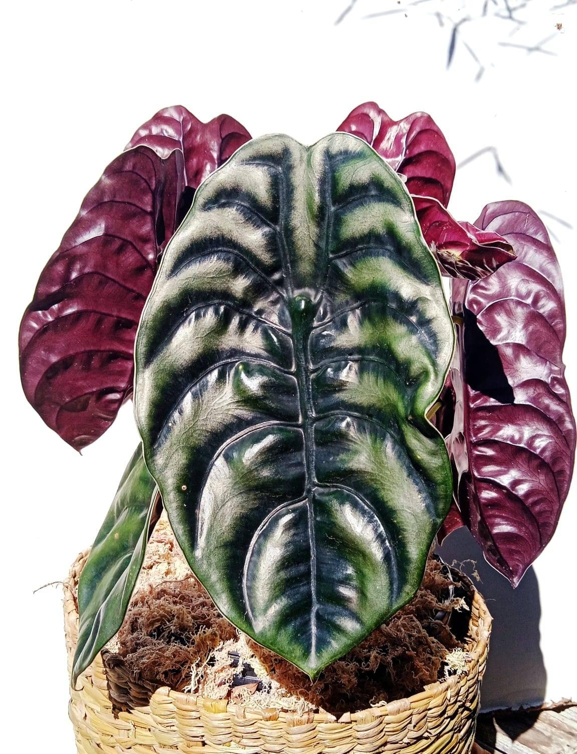 2ª imagem da campanha