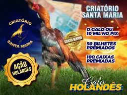 HOLANDÊS