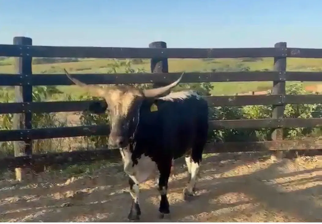 1ª imagem da campanha