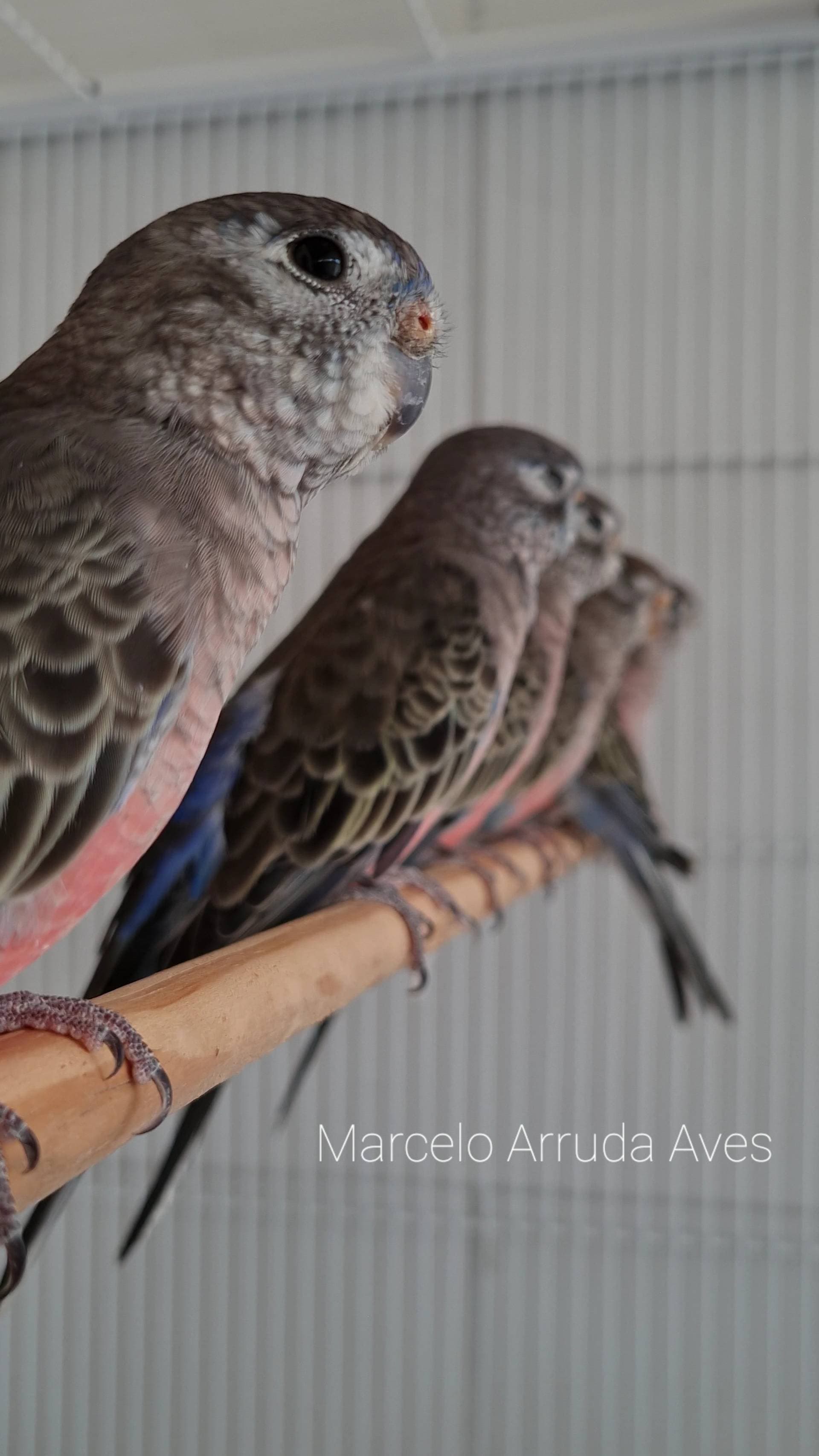 3ª imagem da campanha