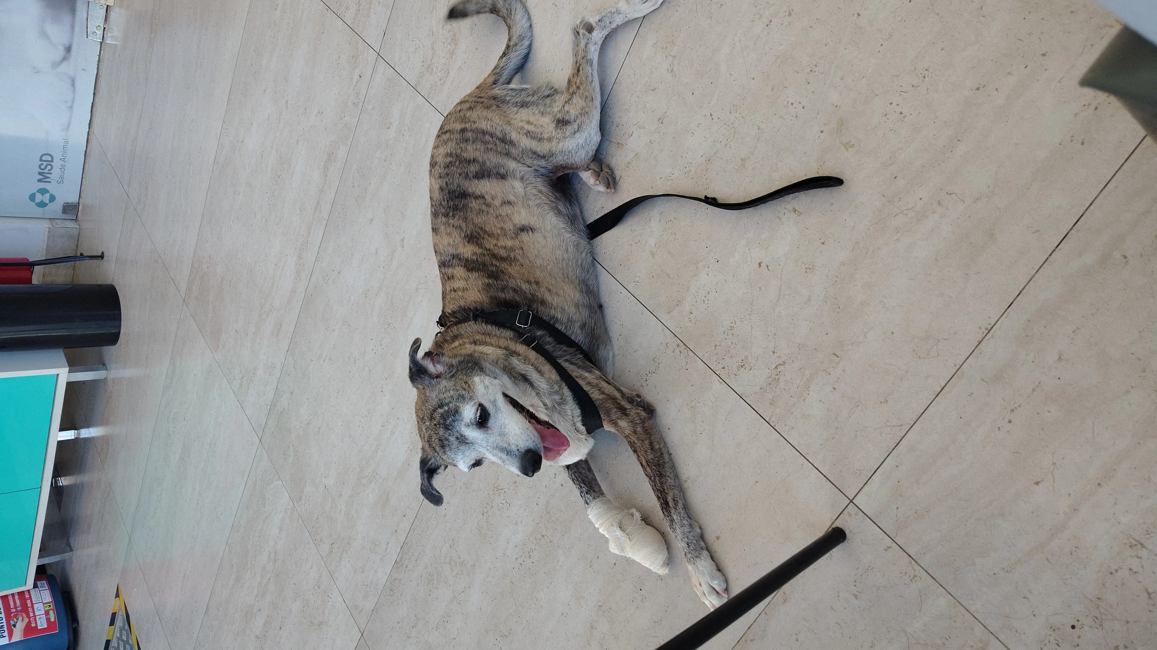 Cirurgia da Nina | Tumor na pata