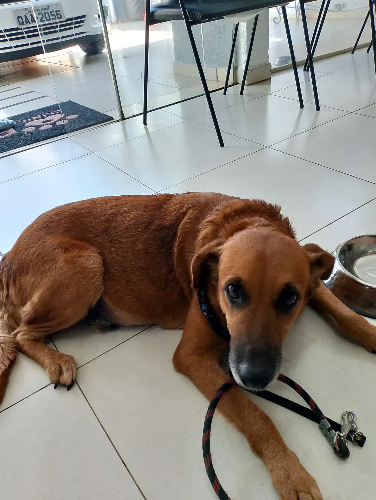 Urgente: Luna precisa de cesariana para sobreviver