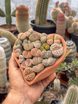 Rifa Coração de Lithops