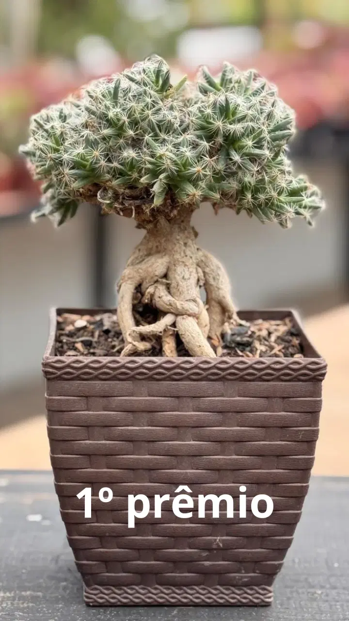 2ª imagem da campanha