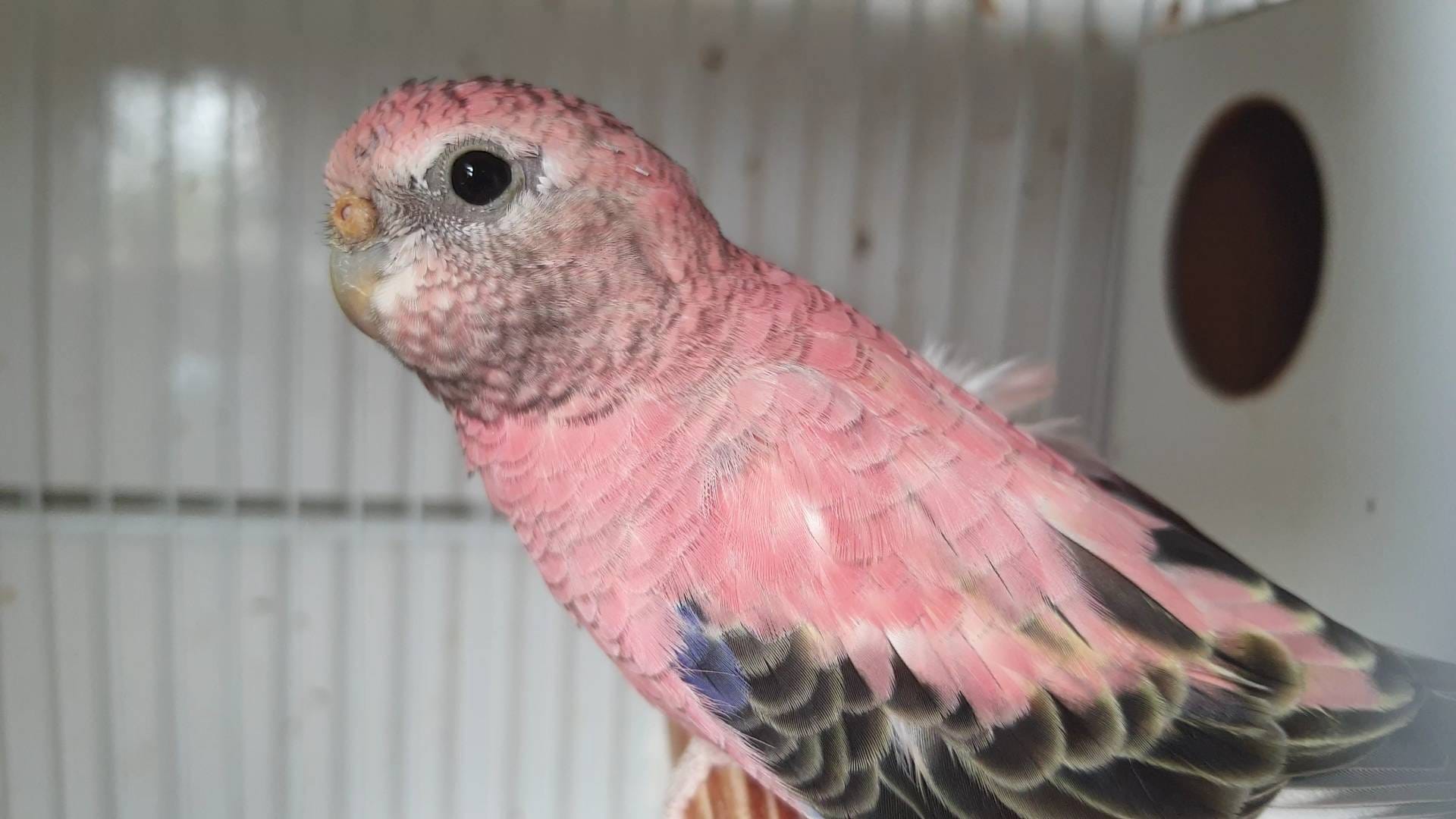 1 CASAL DE BOURKE ( ROSA OU ANCESTRAL) OU PIX DE R$600,00 