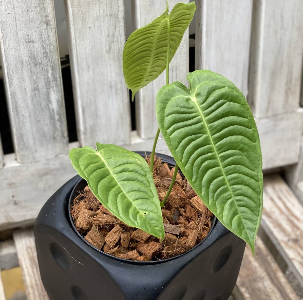 anthurium veitchii