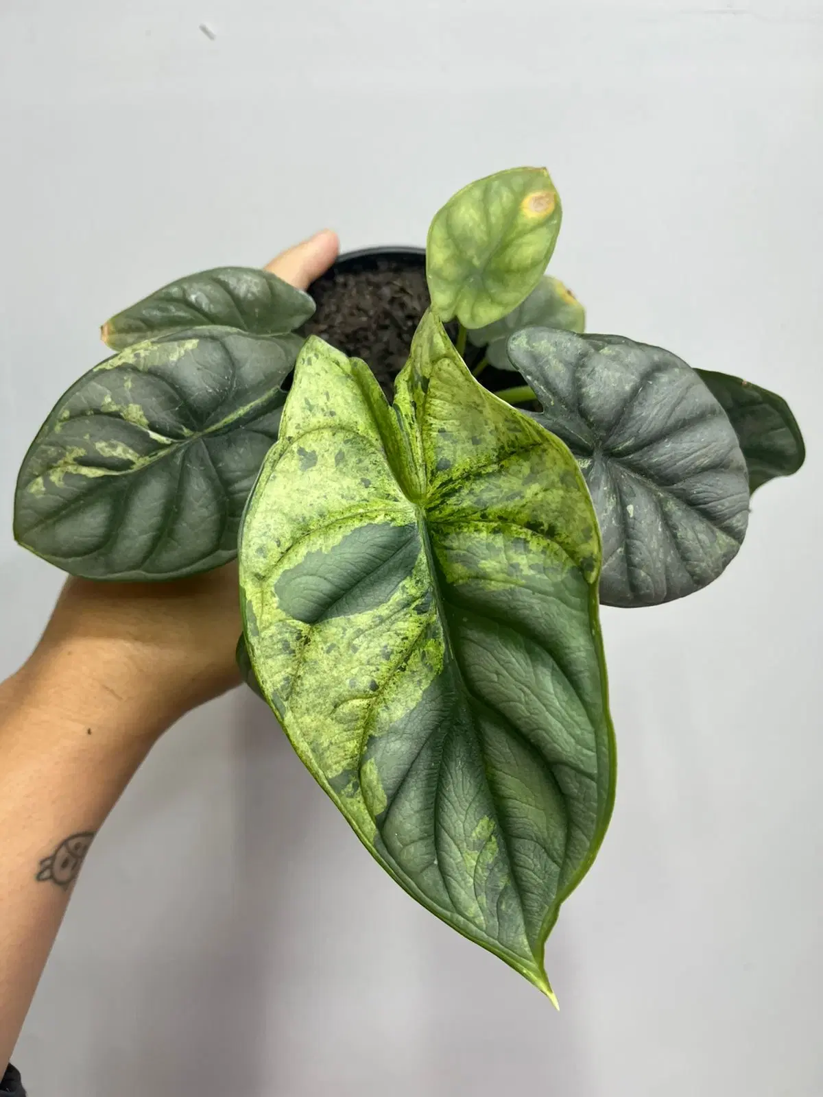 3ª imagem da campanha