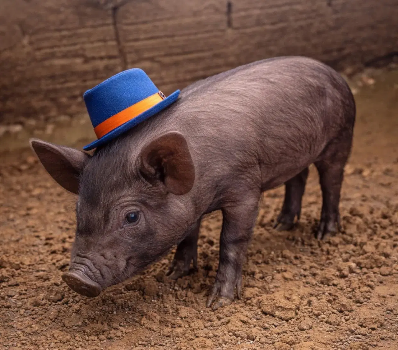 4ª imagem da campanha