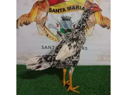 PINTADA 1000