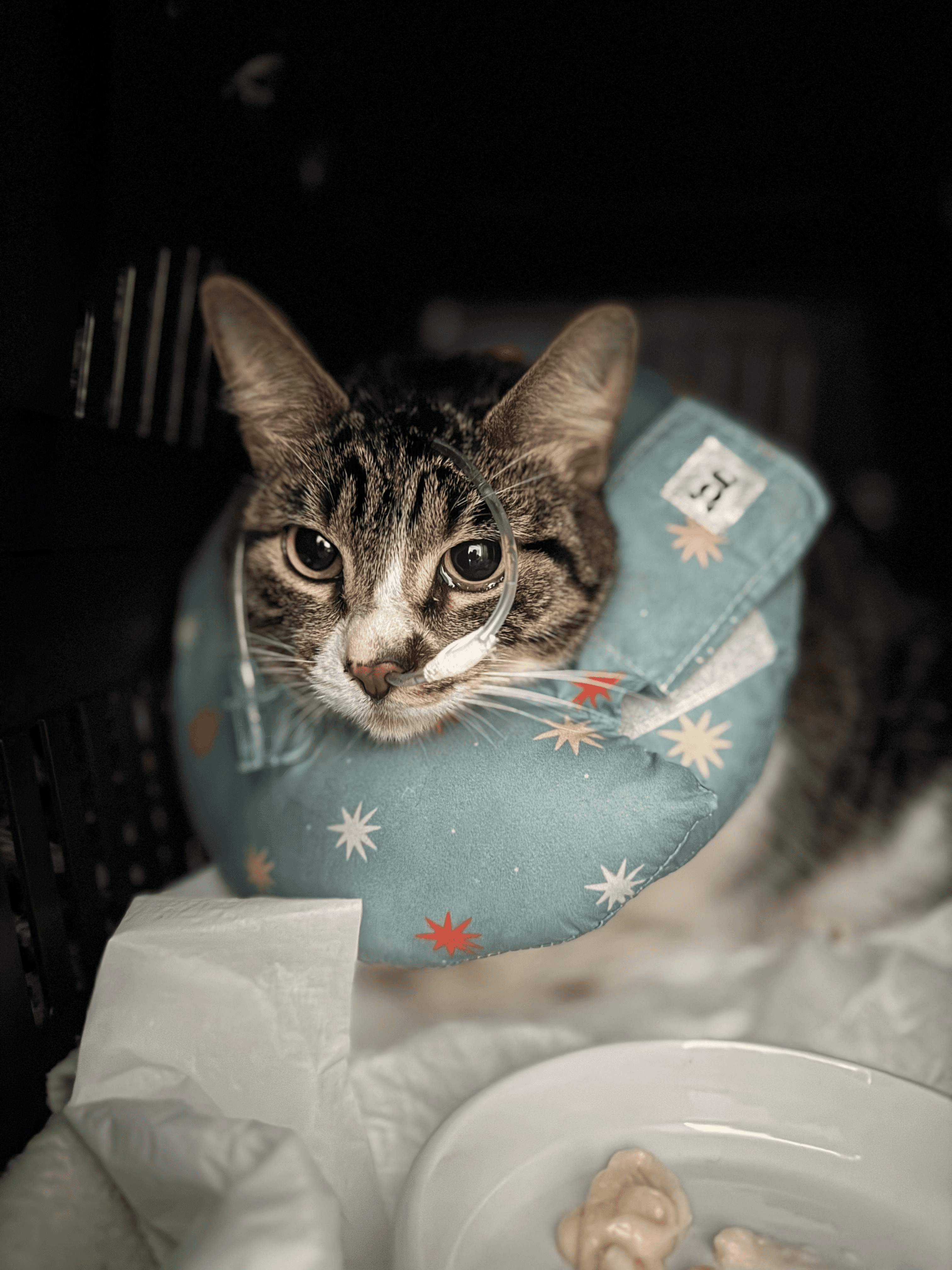 1ª imagem da campanha