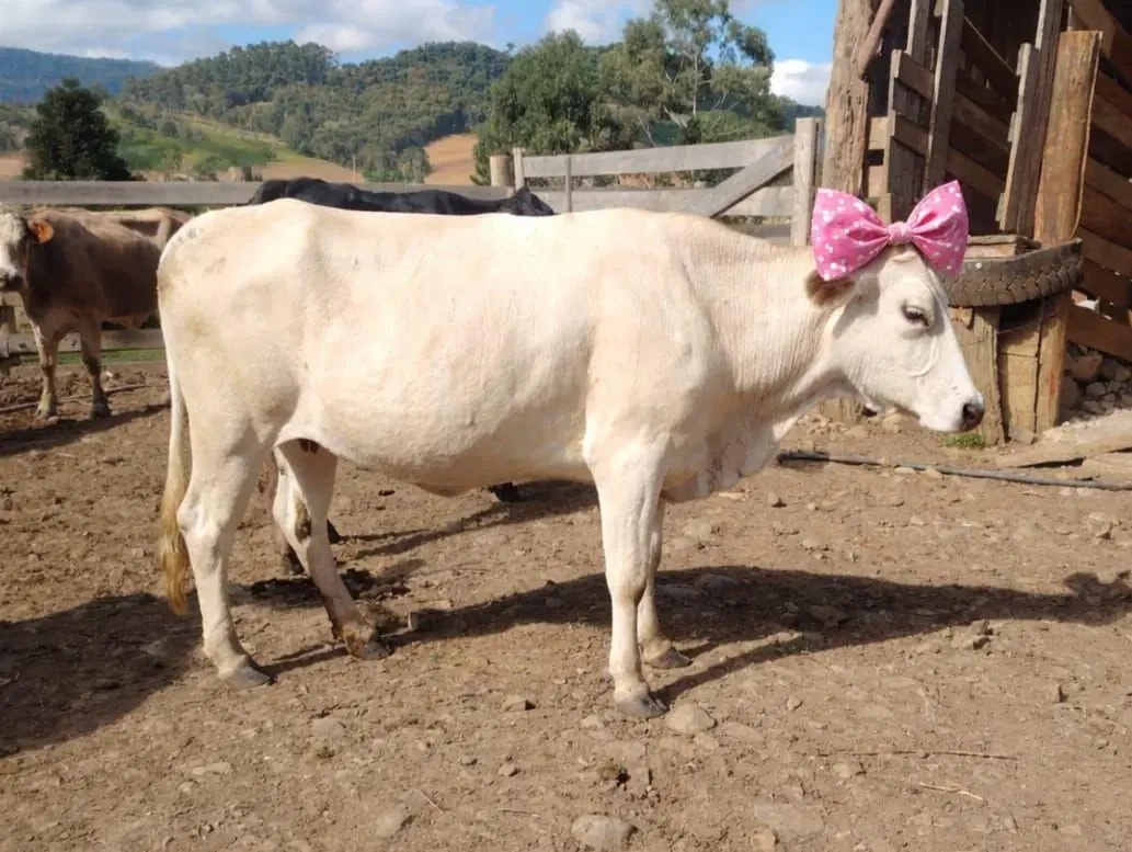 2ª imagem da campanha