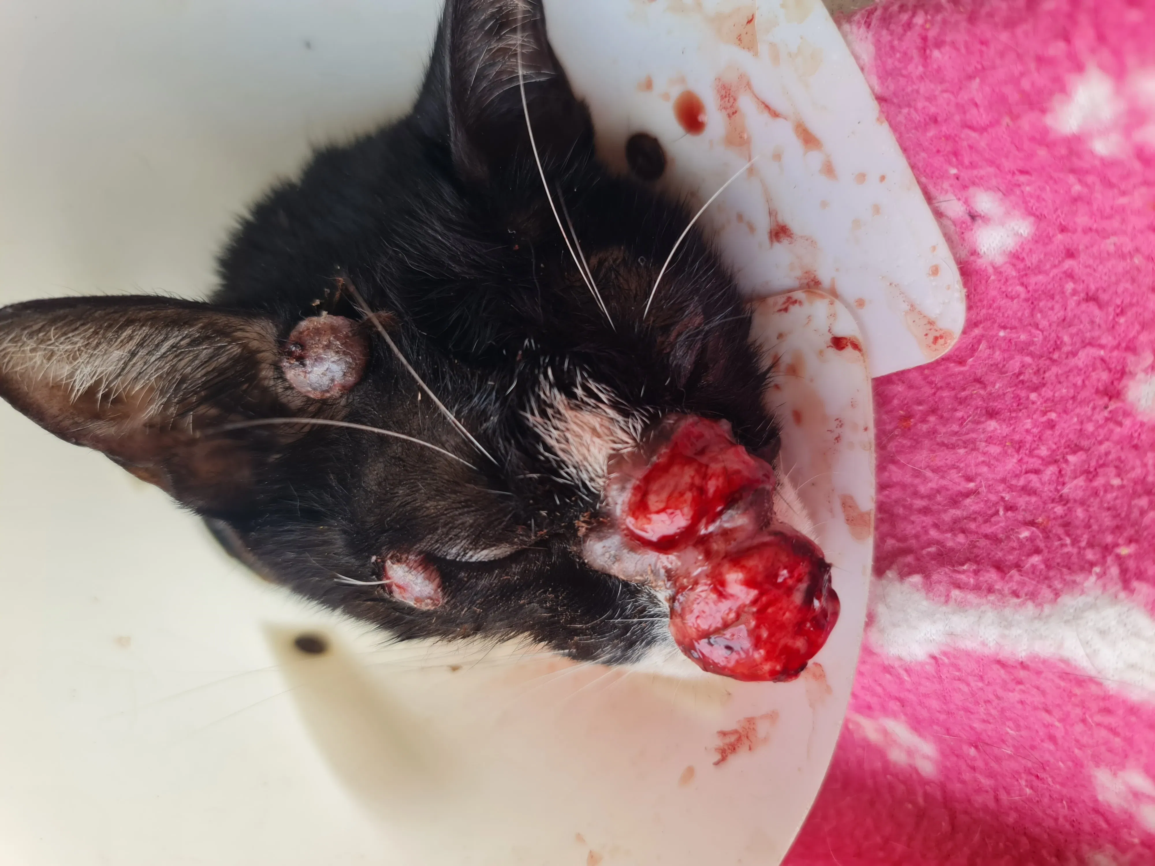 SORTEIO SAMSUNG GALAXY WATCH8 CLASSIC / GATOS RESGATADOS - TRATAMENTO DA ESPOROTRICOSE