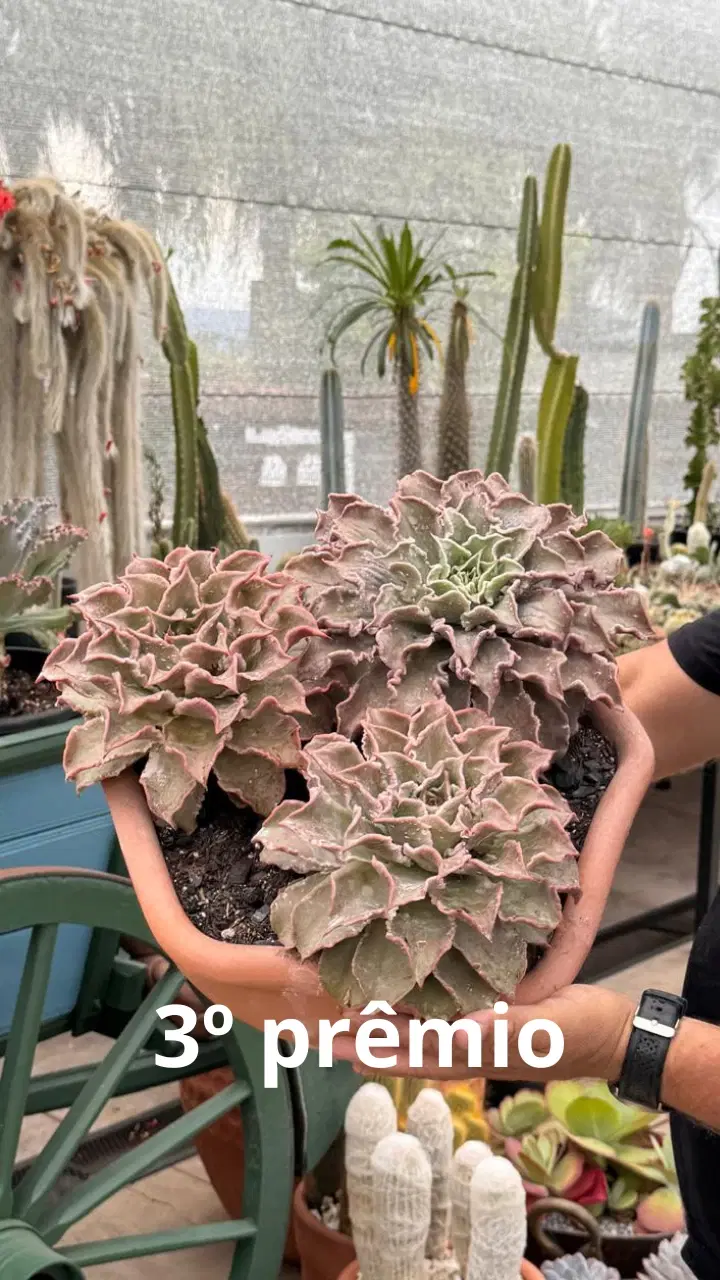 4ª imagem da campanha