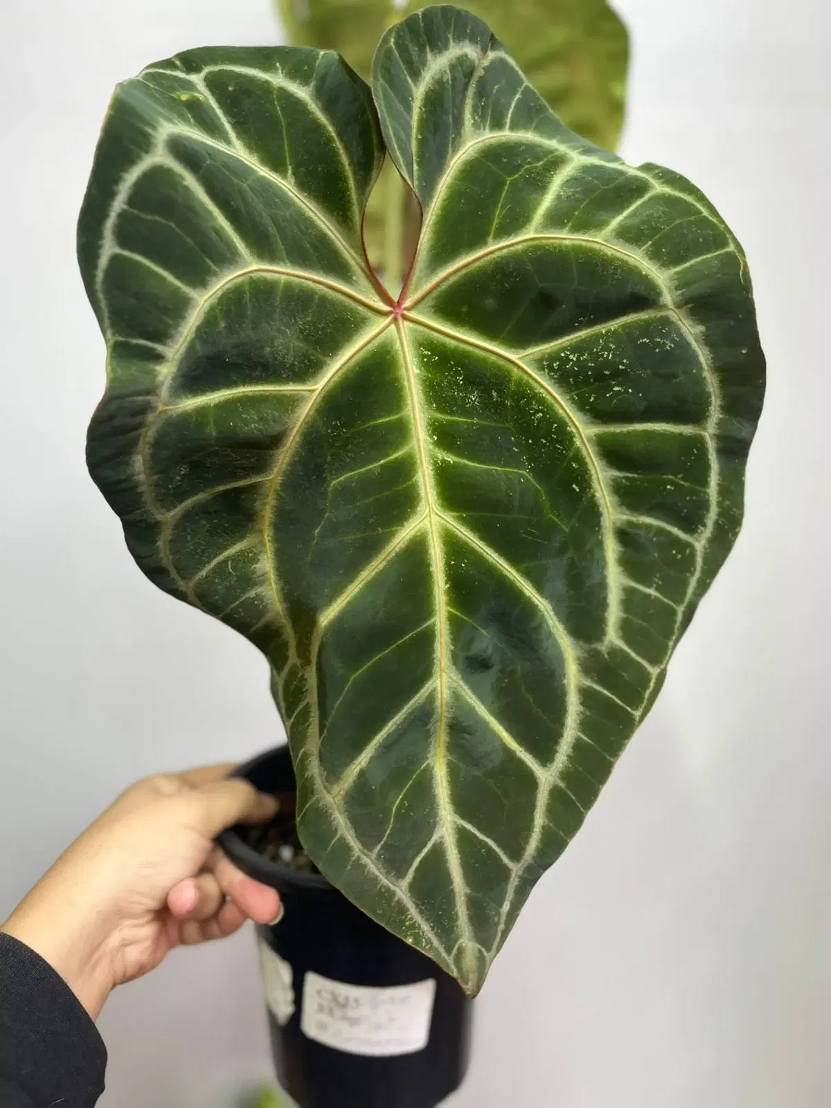 2ª imagem da campanha