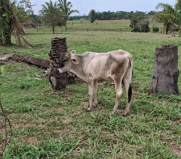 Cirurgia Ediomar Amorim